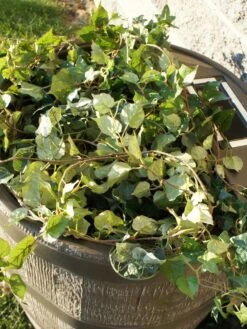 Round Rain Barrel With Planter, 35 Gallons -The Bloom Yard Sales Shop 8612856WALNT 03V tif