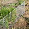 Chicken Wire Critter Fence, 16" High