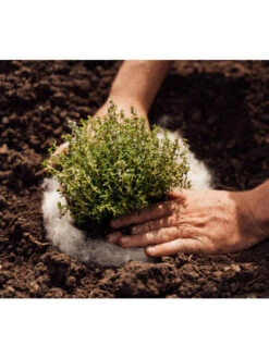 Hortiwool ®, 5 Pad Pack 11 Hortiwool ®, 5 Pad Pack -The Bloom Yard Sales Shop 8613263 06v