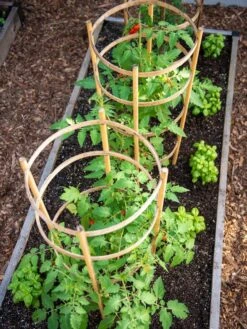 Bamboo Tomato Cages, Set Of 3 -The Bloom Yard Sales Shop 8613426 6916