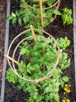 Bamboo Tomato Cages, Set Of 3 -The Bloom Yard Sales Shop 8613426 6921