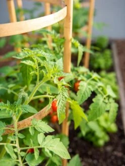 Bamboo Tomato Cages, Set Of 3 -The Bloom Yard Sales Shop 8613426 6934