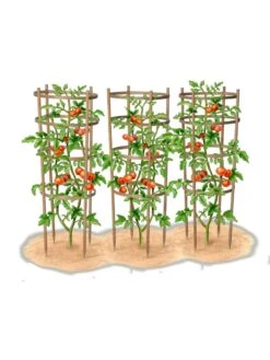 Bamboo Tomato Cages, Set Of 3 -The Bloom Yard Sales Shop 8613426 art