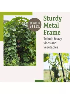 Titan Squash Tunnel -The Bloom Yard Sales Shop B07932DMCR plantsupport benefits 2