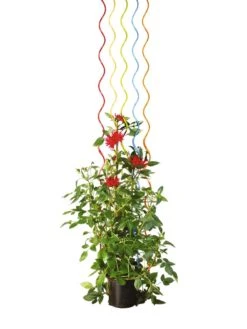 Rainbow Spiral Supports, Set Of 5 -The Bloom Yard Sales Shop GS36377 03S tif